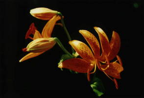 Foto: Norgart Martschinke